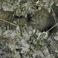  Diopside - Groire - Murol - Puy de Dôme