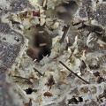 Pseudobrookite Enstatite - Groire - Murol - Puy de Dôme