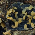Phillipsite - Roca Neyra - Perrier - Puy de Dôme