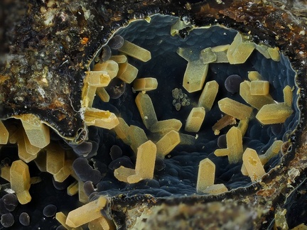 Phillipsite - Roca Neyra - Perrier - Puy de Dôme
