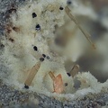 Zircon Enstatite - Le Capucin - Mont-Dore - Puy-de-Dôme