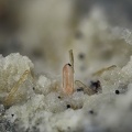 Zircon Enstatite - Le Capucin - Mont-Dore - Puy-de-Dôme