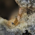 Zircon Enstatite  Hématite - Le Capucin - Mont-Dore - Puy-de-Dôme