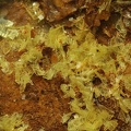 Autunite - Prat-Mérien - Persquen - Morbihan