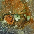 Adamite sur Smithsonite - Puy Merle - Saint-Polycarpe - Limoux - Aude