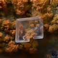  Lanthanite-(Ce) - Mosset - Prades - Pyrénées-Orientales 