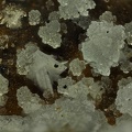 Lanthanite-(Ce)  Allophane - Mosset - Prades - Pyrénées-Orientales 