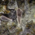 Lanthanite-(Ce) - Mosset - Prades - Pyrénées-Orientales 