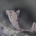 Lanthanite-(Ce) -  Mosset - Prades - Pyrénées-Orientales 