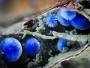 Cyanotrichite - Mine de Salsigne - Salsigne - Carcassonne- Aude