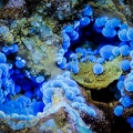 Cyanotrichite - Mine de Salsigne - Salsigne - Carcassonne- Aude