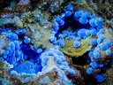 Cyanotrichite - Mine de Salsigne - Salsigne - Carcassonne- Aude