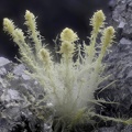 Thomsonite - Vallée de la Papenoo - Tahiti - Polynésie française