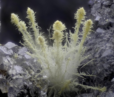 Thomsonite - Vallée de la Papenoo - Tahiti - Polynésie française