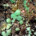 Annabergite - Correc d'en Llinassos - Oms - Céret - Pyrénées-Orientales