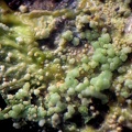 Annabergite - Correc d'en Llinassos - Oms - Céret - Pyrénées-Orientales