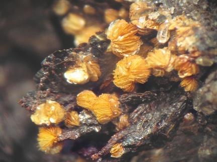 Dickite Quartz - Correc d'en Llinassos - Oms - Céret - Pyrénées-Orientales