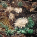 Aragonite Glaukosphaerite - Correc d'en Llinassos - Oms - Céret - Pyrénées-Orientales