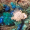 Aragonite Mcguinnessite - Correc d'en Llinassos - Oms - Céret - Pyrénées-Orientales