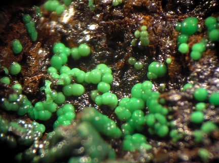Glaukosphaerite - Correc d'en Llinassos - Oms - Céret - Pyrénées-Orientales