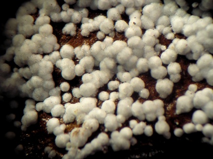 Hydrozincite - Correc d'en Llinassos - Oms - Céret - Pyrénées-Orientales