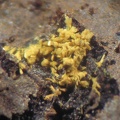 Jarosite - Mas Viçens - Fontcouverte -  Caixas - Pyrénées-Orientales 