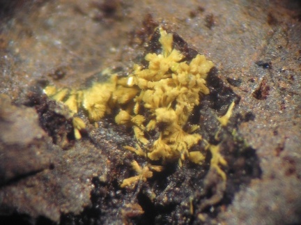 Jarosite - Mas Viçens - Fontcouverte -  Caixas - Pyrénées-Orientales 