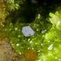 Wulfenite Pyromorphite - Mine du Rossignol - chaillac - Indre