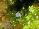 Wulfenite Pyromorphite - Mine du Rossignol - chaillac - Indre