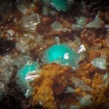 Aurichalcite - Can Pei - Montferrer - Pyrénées-Orientales