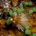 Conichalcite Mimétite - Can Pei - Montferrer - Pyrénées-Orientales
