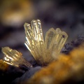 Mimétite - Can Pei - Montferrer - Pyrénées-Orientales