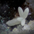 Smithsonite - Falgayrolles - Monteils - Aveyron