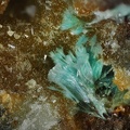 Aurichalcite – Mine Couloumier – Auzat – Foix - Ariège