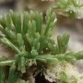 Pyromorphite - Propières - Beaujeu - Rhône