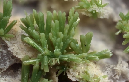 Pyromorphite - Propières - Beaujeu - Rhône