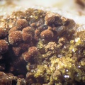 Arséniosidérite Pharmacosidérite - Le Tistoulet - Padern - Aude