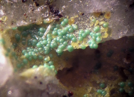 Bayldonite - Le Tistoulet - Padern - Aude