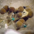 Bindheimite - Le Tistoulet - Padern - Aude