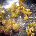 Gartrellite - Le Tistoulet - Padern - Aude
