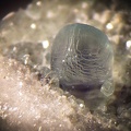 Smithsonite - Le Tistoulet - Padern - Aude
