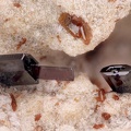 Pseudobrookite - Bizac - Le Brignon - Haute-Loire