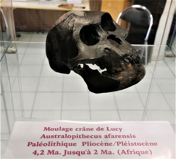 Moulage du crâne de Lucy