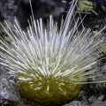 Thomsonite - Vallée de la Papenoo - Tahiti - Polynésie française