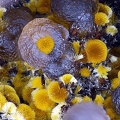 Cacoxenite Strengite - Carrière de Birrity - Arbouet-Sussaute - Pyrénées-Atlantiques