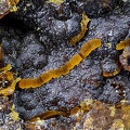 Cacoxenite - Carrière de Birrity - Arbouet-Sussaute - Pyrénées-Atlantiques