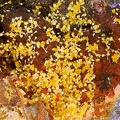 Cacoxenite - Carrière de Birrity - Arbouet-Sussaute - Pyrénées-Atlantiques