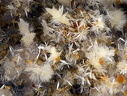 Scholzite Fluorite Hémimorphite - Carrière de Birrity - Arbouet-Sussaute - Pyrénées-Atlantiques