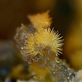 Scholzite Smithsonite - Carrière de Birrity - Arbouet-Sussaute - Pyrénées-Atlantiques