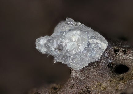 Opale (var. hyalite) - Puy de la Plate - Puy-de-Dôme